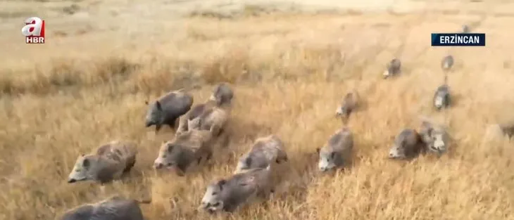 Vahşi doğa belgesellerini aratmayan görüntüler Türkiye’den! Çoban köpeği 20 domuza kafa tuttu