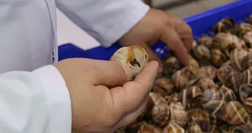 Bilecik’ten dünyaya 700 ton salyangoz dolması ihraç ediliyor