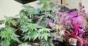 Polisler eve girince şaşırdı! Uyuşturucu...