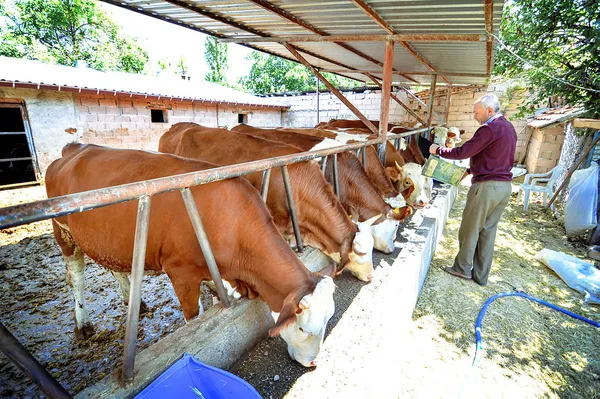 Tarım ve Orman Bakanlığından CHP’ye büyükbaş hayvan yanıtı! Rakamlar açıklandı