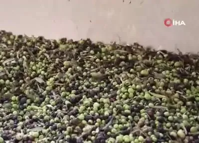 Adana’da zeytinin yağ yolculuğu