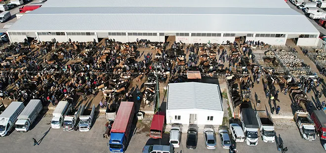 Kurban bayramına geri sayım başladı: İşte küçükbaş ve büyükbaş kurbanlık hayvan fiyatları...