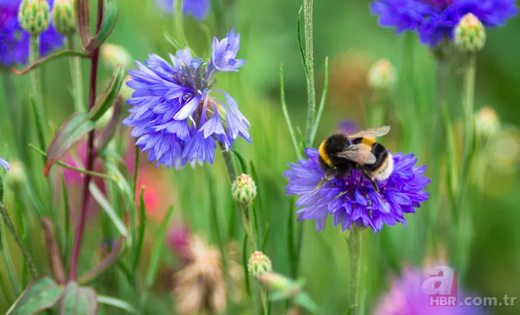 İlk cemre ne zaman düşer? 2021 birinci cemre havaya ne zaman düşüyor? Cemreler hangi tarihte düşecek? 10