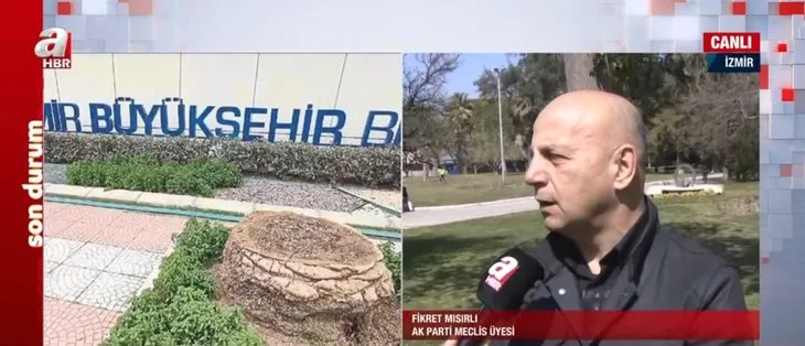 İstanbul’daki çınar katliamı sonrası İzmir’de palmiyeler kesildi