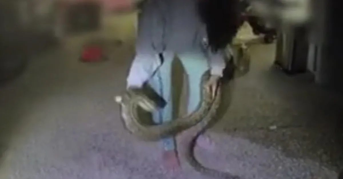 Ezilmekten kurtardığı 3 metrelik dev piton sonu oluyordu! Saldırıp bacağına dolandı