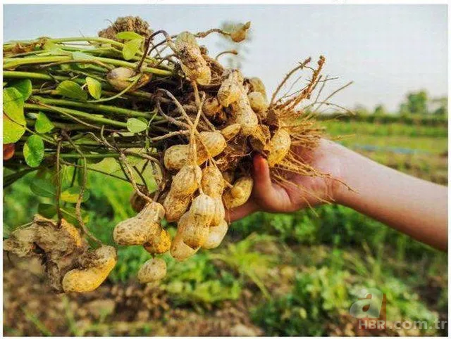 Büyüklüğü karşısında hayrete düştü! Tam 8 kilo... 21