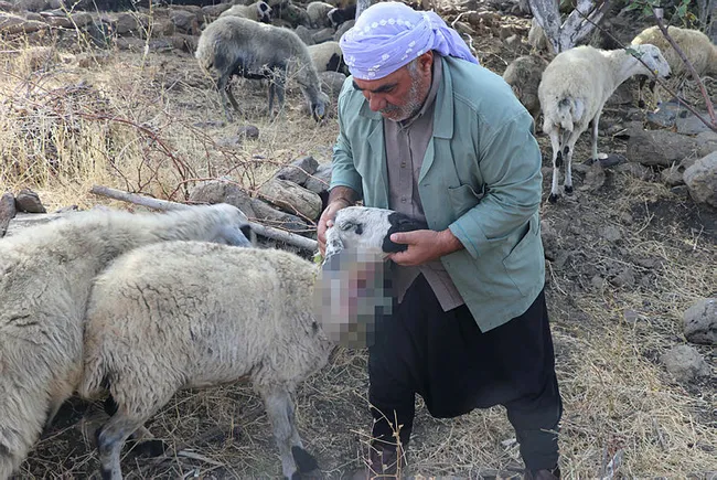 Diyarbakır'da köye inen kurt sürüsü 18 koyunu telef etti - 2