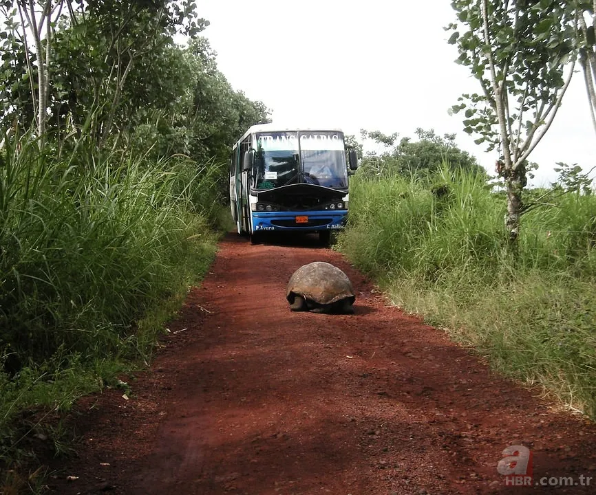 Türkiye’den vize istemeyen -vizesiz gidilebilen- ülkeler 15