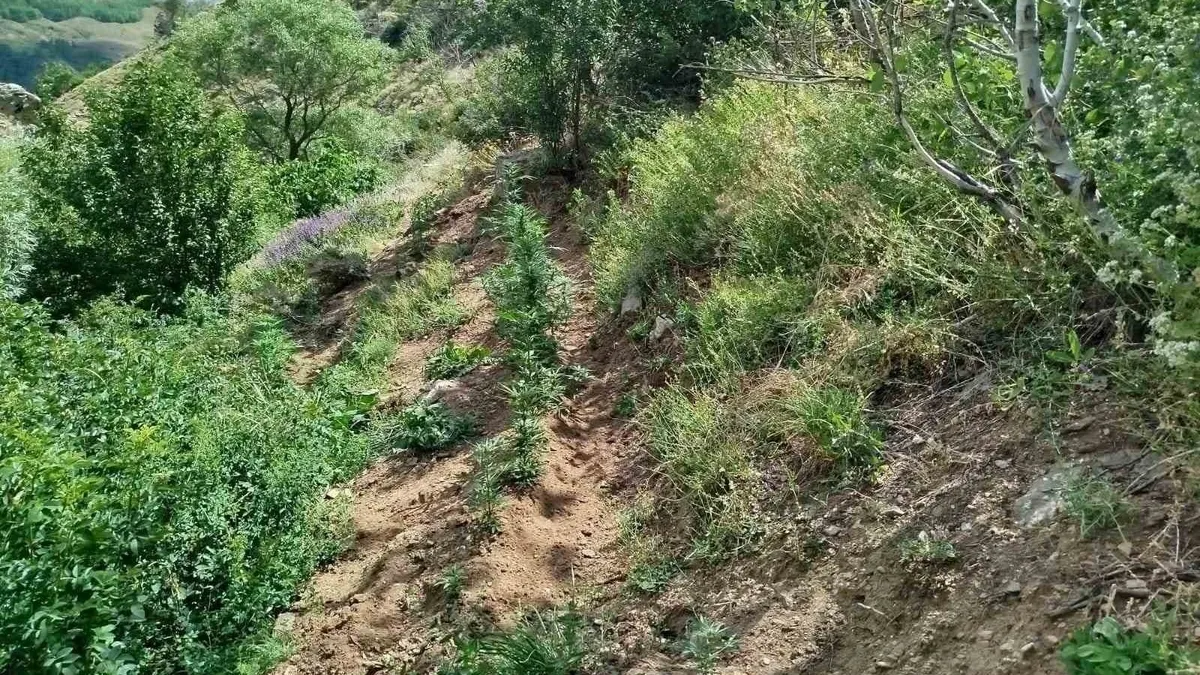 Bingöl'de 843 kök kenevir bitkisi ele geçirildi