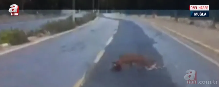 Ormanların gizemli hayvanı kara yolunda horoza saldırdı! Av hayali bakın nasıl hüsranla sonuçlandı? 4