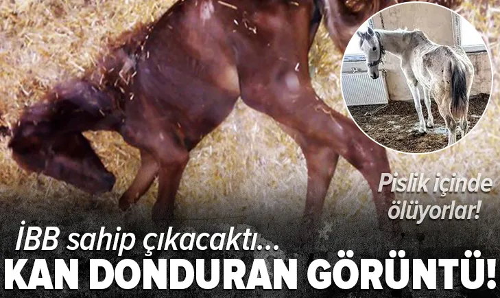 CHP'li İBB sahip çıkacaktı... Adalar'dan kan donduran fotoğraflar! Pislik içinde ölüyorlar!