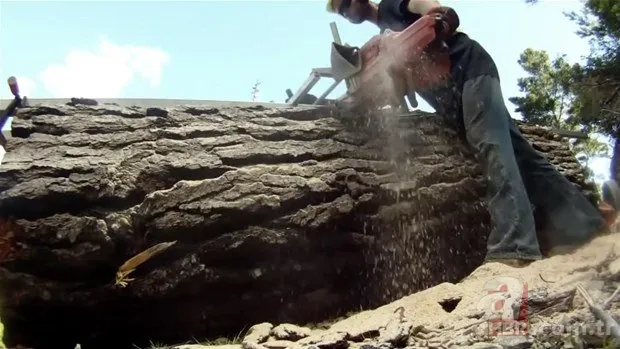 Yol yapımı sırasında bulundu! Milyonlarca yıllık… 22