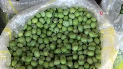 Yeşil zeytinler tezgaha indi