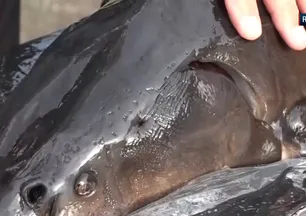 Kilosu 2 bin dolara kadar alıcı buluyor! Rize'de 200 milyon yıllık tür...