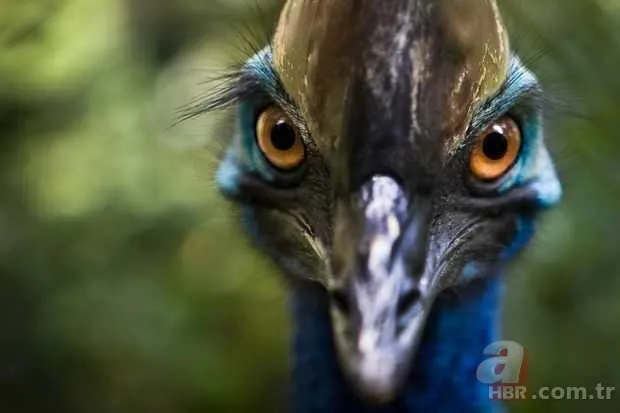 Bilecik’te 220 kiloluk dev domuz avcıya saldırdı! O anlar kamerada 21