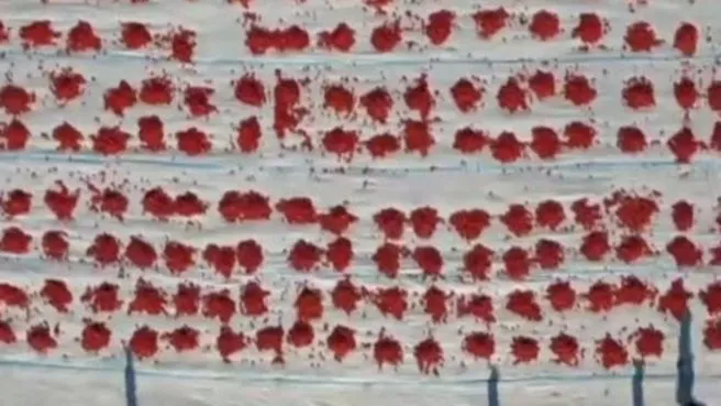Domatesler ihracat için güneşe serildi! Türkiye’nin kurutulmuş domates merkezi: Torbalı