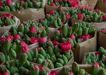 Isparta'nın karanfilleri Avrupa pazarında açıyor