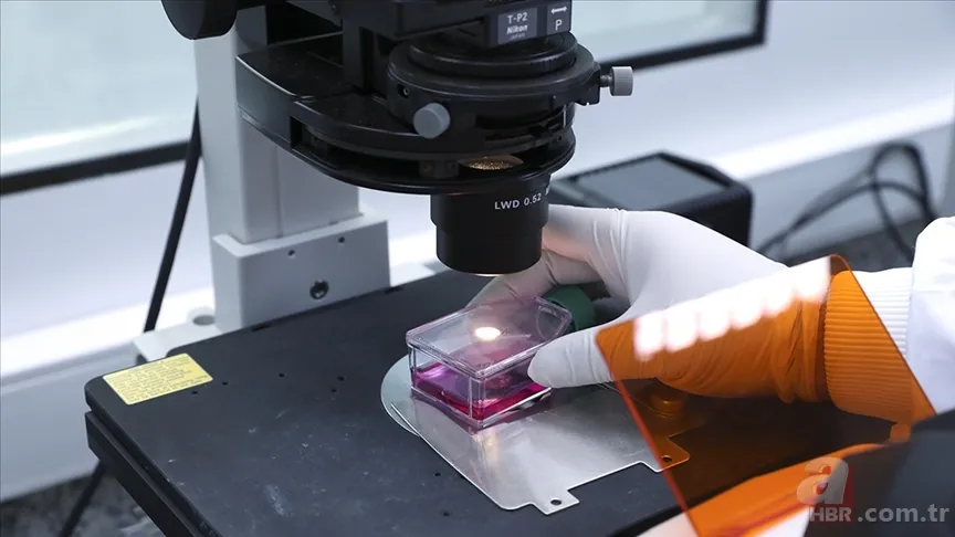 Maymun çiçeği Türkiye'de görüldü mü? Bakan Fahrettin Koca duyurdu! Maymun çiçeği virüsü belirtileri neler, nasıl bulaşır? 13