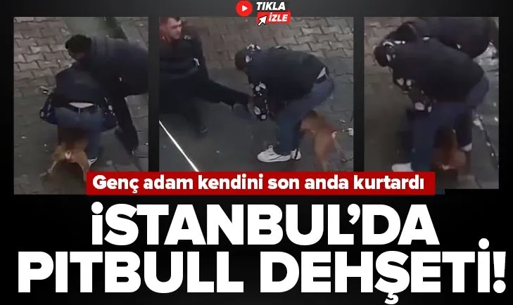 İstanbul’da pitbull dehşeti