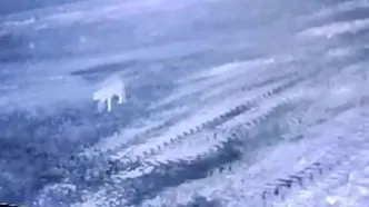 Köye inen kurt 200 koyunu telef etti! Sabah gördüğü manzara karşısında şoke oldu