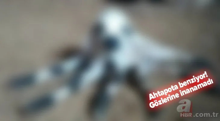 Diyarbakır'da eşi benzerine az rastlanır olay! Diğerlerinden çok farklı: Ahtapota benziyor🐙