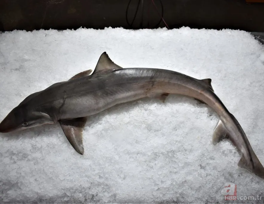 Köpek balığının midesinde bulundu! Ailesi dövmesinden tespit etti 4