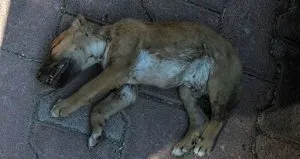5 yavru köpek vahşice katledildi