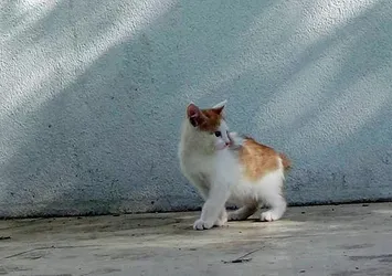 ABD'de kedi katiline 4 yıl hapis cezası