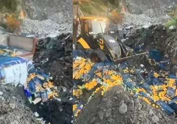Zirai ilaç kalıntısı nedeniyle 6,1 ton mandalina imha edildi!