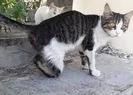 Çok sayıda kedinin arka ayaklarını kestiler!