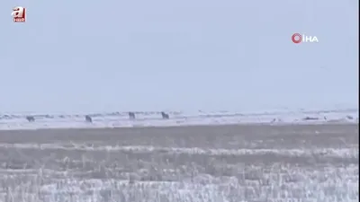 Sürü halinde böyle görüntülendiler