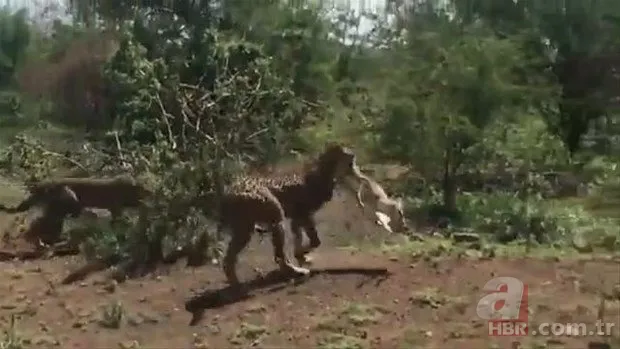 Zürafa aslanlara yem olmaktan kurtulamadı! Vahşi doğanın acımasız yüzü 18
