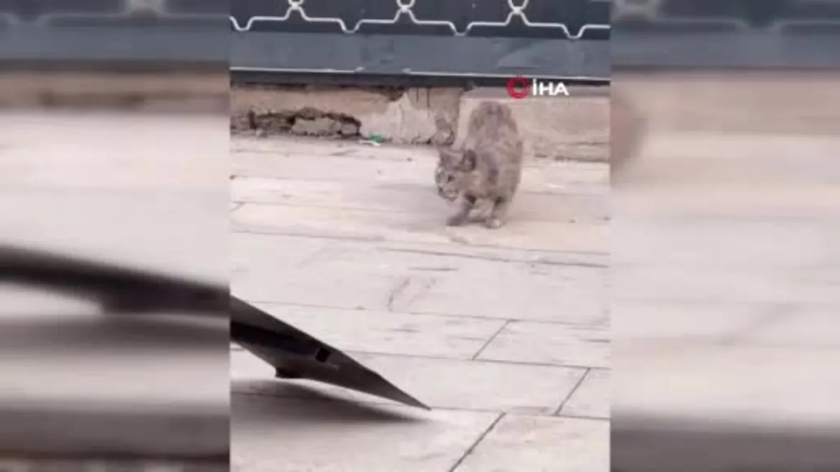Kedilerin fare ile oyunu kameraya yansıdı