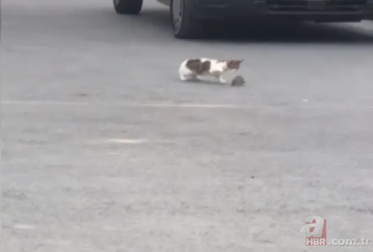 Çizgi film Tom ve Jerry’i akıllara getirdi! Kartal’da sürücüleri şoke eden olay… Neye uğradığını şaşırdı 1