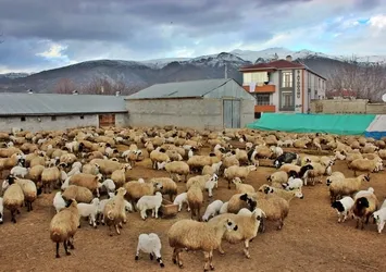 Kuzuların annelerine kavuşma anları