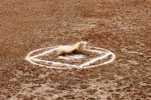 ASELSAN TOLUN-F’yi tanıttı