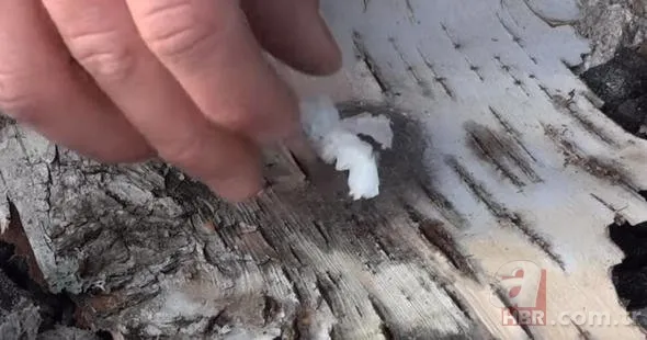 Sosyal medyayı sallayan köpek balığı deneyi yürekleri ağızlara getirdi! Okyanusa kan döküp bekledi ve... 25