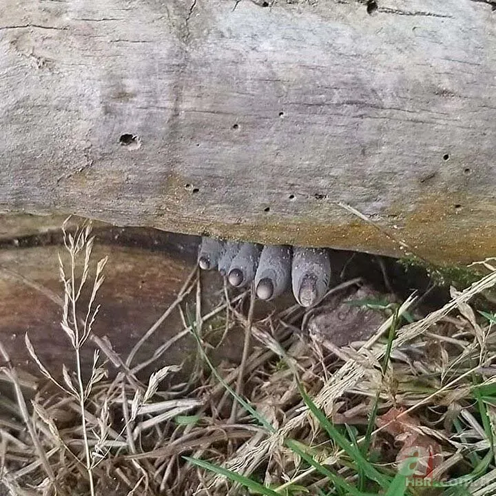 Ormanda yürüyüş yaparken karşısına çıktı! Ölü adamın parmakları kan dondurdu 3