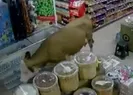 Markete giren inekler bakın ne yaptı