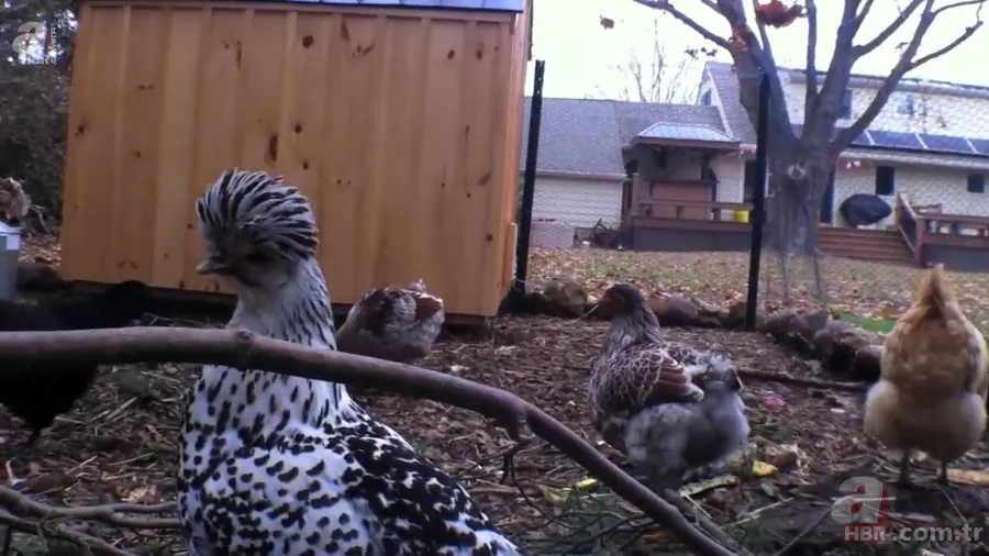 Beslediği tavuğun yumurtasını almak için kümese girdi! Yumurtayı eline alınca gözlerine inanamadı 3