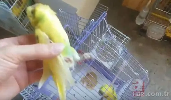 Kafesi açtı şoke oldu! Evde beslediği muhabbet kuşu yavrusunun beynini kazıdı!