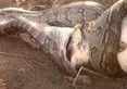 Piton avını yuttuktan sonra kabusu yaşadı 🐍 Avlandı daha sonra av oldu 🦁 Vahşi doğada belgeselleri aratmayan olay
