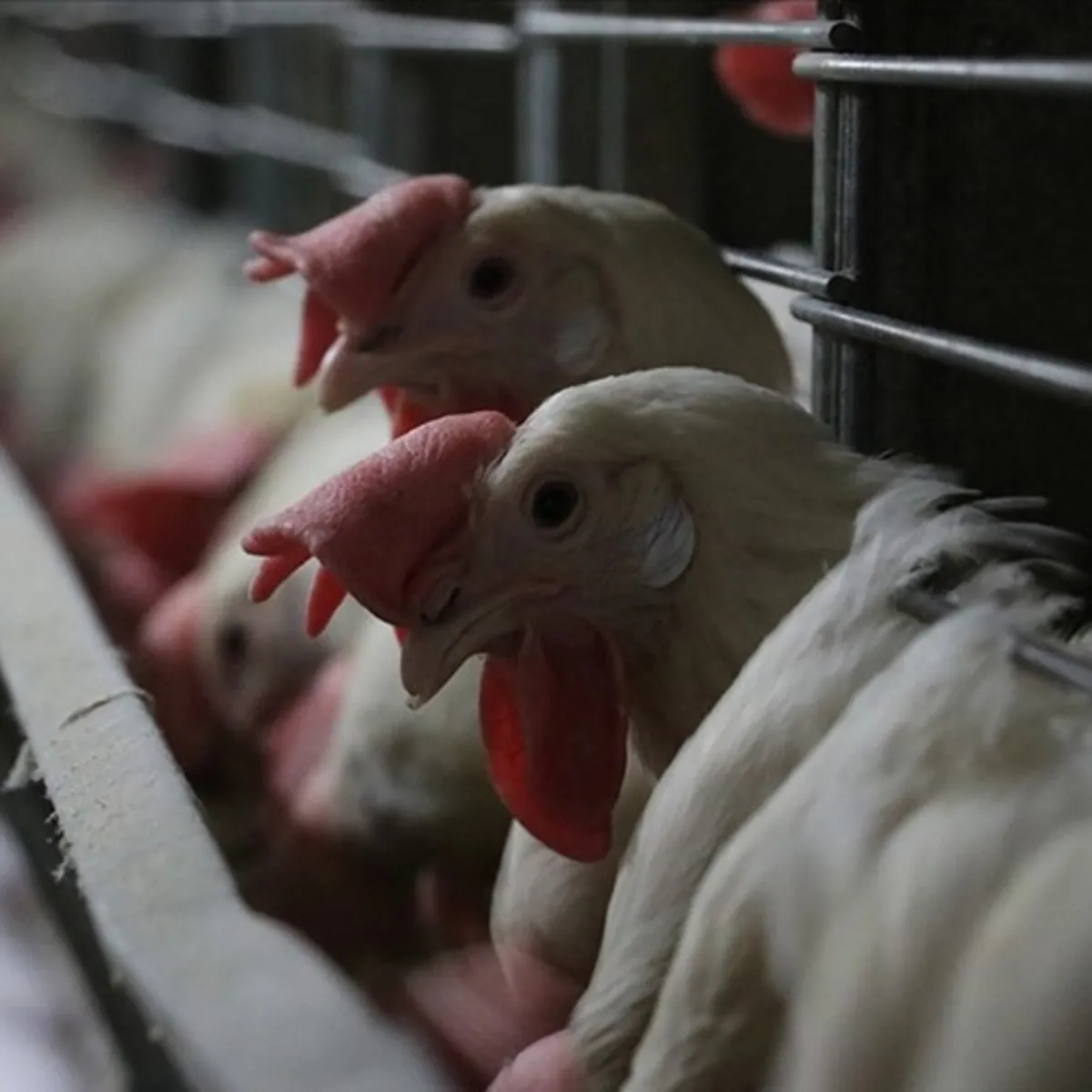 Kuş gribi riskine karşı yeni tedbirler alındı