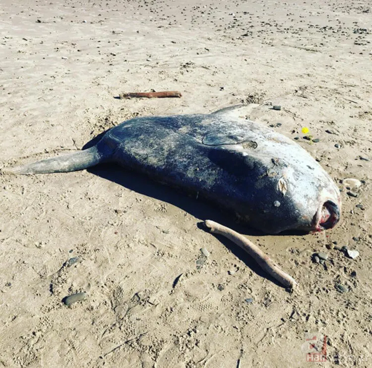 ABD kıyılarına vuran deniz canlısı bilim insanlarını şoke etti! Görüntüleri servis edildi 10