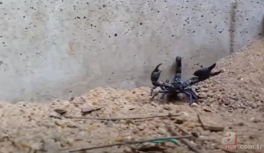 Görüntüler Türkiye’den… Havalar ısınınca ortaya çıktı! Gece uykudayken akrep soktu 11