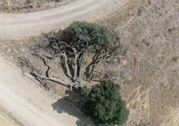 Bu ağaçlara kimse dokunamıyor! 3 asırdır korunuyor