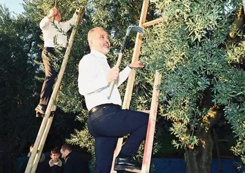 Bursa zeytininde hasat bereketi