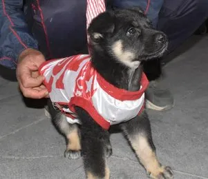 Sevimli köpek 'Zeytin'  maça formasıyla geldi! Türkiye Kupası finalinden renkli görüntüler