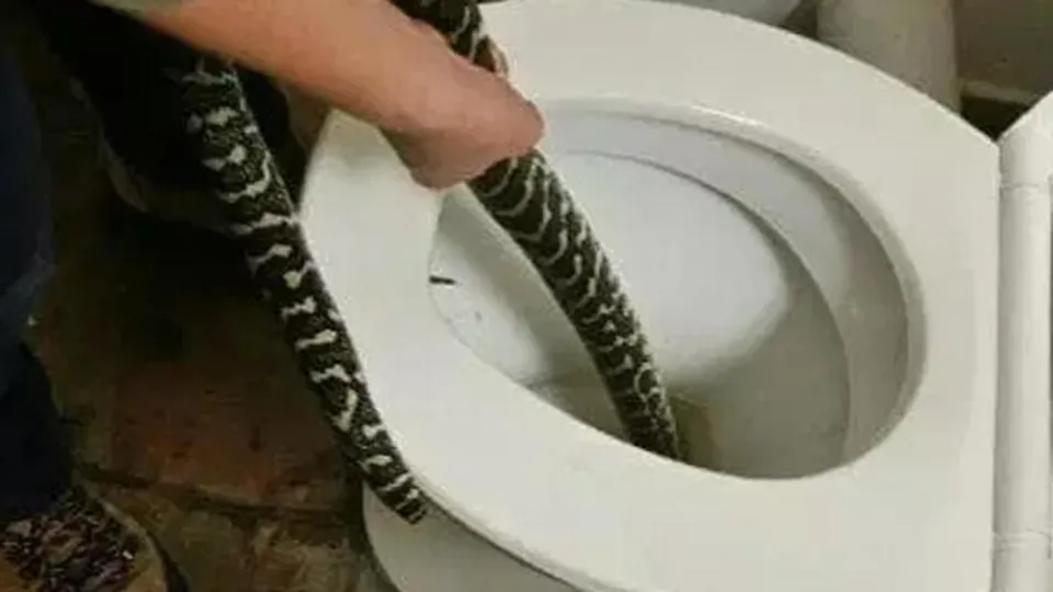 Klozete oturan kadın kanlar içinde kaldı! İçinden çıkan şey yürekleri ağızlara getirdi...