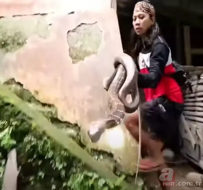 Eve giren kobra yılanıyla ölüm dansı yaptı! Tansiyon çıkaran anlar... 18